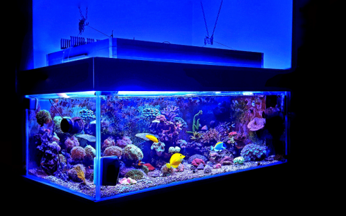 Meerwasser Aquarium Beleuchtung Test: Die 5 besten (Bestenliste)